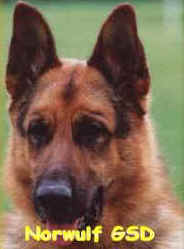 kimbonewheadbanner.jpg (14715 bytes)